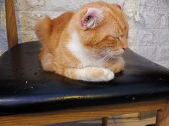 -平行世界·猫咖(首经贸店)