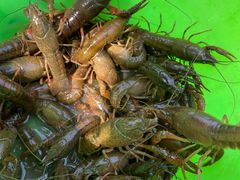 -同銮特种养殖场·龙虾垂钓