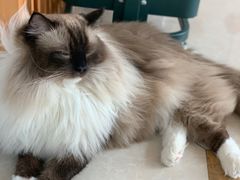 -Catmate·猫肥家润(金润铂宫店)