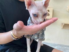 -猫力发电所·宠物专门店