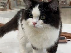 -共舞时光猫咖·狗咖(新街口店)