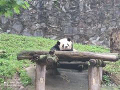 -都江堰中华大熊猫苑