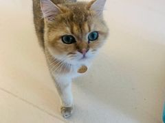 -猫在这儿猫咪咖啡馆·撸猫馆