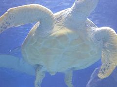 -太平洋海底世界