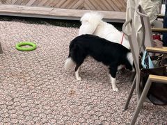 -爪吧宠物乐园 (温榆河示范区店)