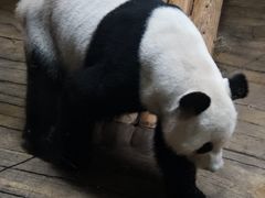 -深圳野生动物园