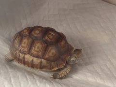 -爱侣宠医·鹦鹉专科·小型哺乳类·异宠专科(灵石路店)