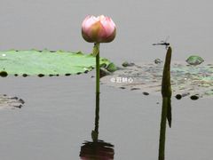 -荷塘月色湿地公园·向阳花洲