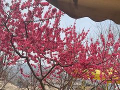 -桃源山庄·水蜜桃采摘·柴火鸡·烧烤团建(龙泉山店)