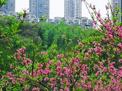 -重庆彩云湖湿地公园