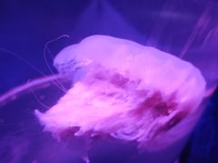 -南昌海洋公园