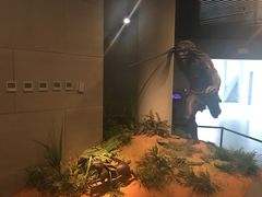-北京周口店北京人遗址博物馆