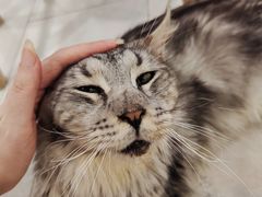 -楼上猫咖(罗湖店)