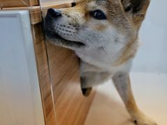 -李小姐の猫咖啡馆(五角场店)