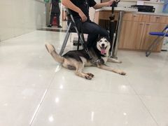 -瑞鹏宠物医院·微创内窥镜·骨外科·牙科(翠竹分院)
