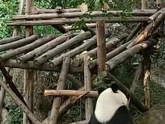 -都江堰中华大熊猫苑