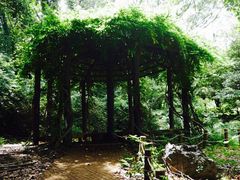 -汉拿树木园