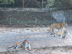 -深圳野生动物园