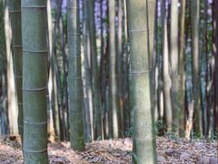 -西湖风景区十里琅珰-五云山