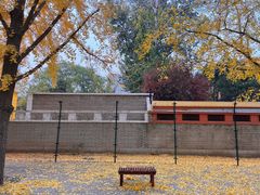 -三里屯东五街银杏大道