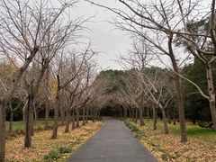 -上海共青森林公园