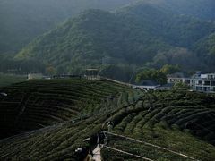 -龙坞茶村