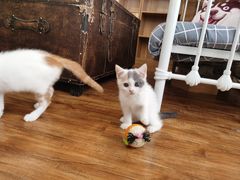 -这儿没有猫·猫咖萌宠馆·撸猫