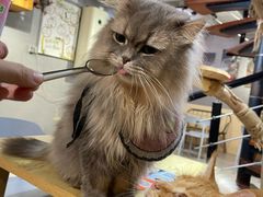 -豆逗聊愈猫阁Easy Life