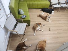 -是阿柴呀！柴犬咖啡·爱喵喵猫咖