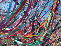 -天适樱花悠乐园