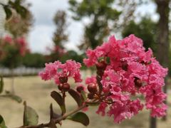 -桃花岛公园