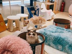 -momokira米努特·德文卷毛猫·棉花面纱犬