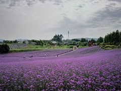 -紫颐香薰山谷景区