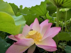 -惠州西湖丰渚园
