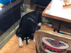 -more than meow吴止猫主题餐厅(承德 中船汇店)