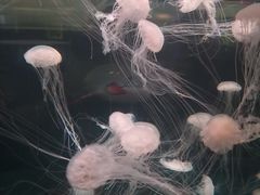 -重庆欢乐海底世界