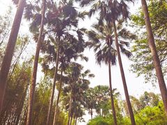 -中国科学院西双版纳热带植物园