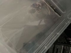 -酷以爬仙阁实体爬宠店·守宫·蜥蜴·专业繁育