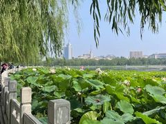 -莲花池公园