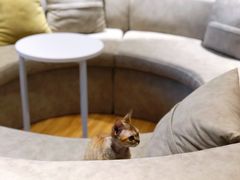 -啵啵喵·猫咖(攀华国际店)