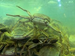 -冶建镜子·老南昌大排档·江西虾王(总店)