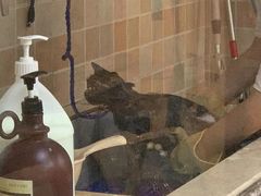 -宠颐生汉谟拉比宠物医院