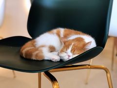 -飞行喵MR PILOT|猫舍·猫咖(静安大融城店)
