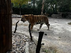 -上海野生动物园老虎餐厅