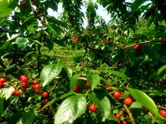 -樱桃山旅游景区