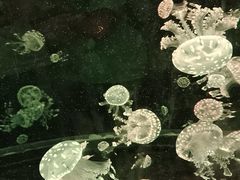 -广州海洋馆