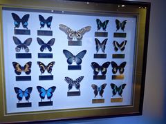 -上海昆虫博物馆