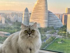 -爱洗澡的猫(望京店)