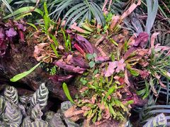 -正佳雨林生态植物园