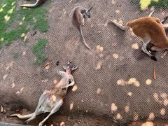 -西霞口神雕山野生动物世界